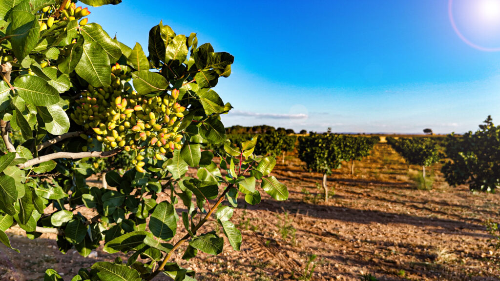 Agricultura regenerativa aplicada al pistacho_ cultivar pensando en el futuro